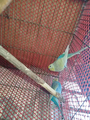 Active Breeding Birds