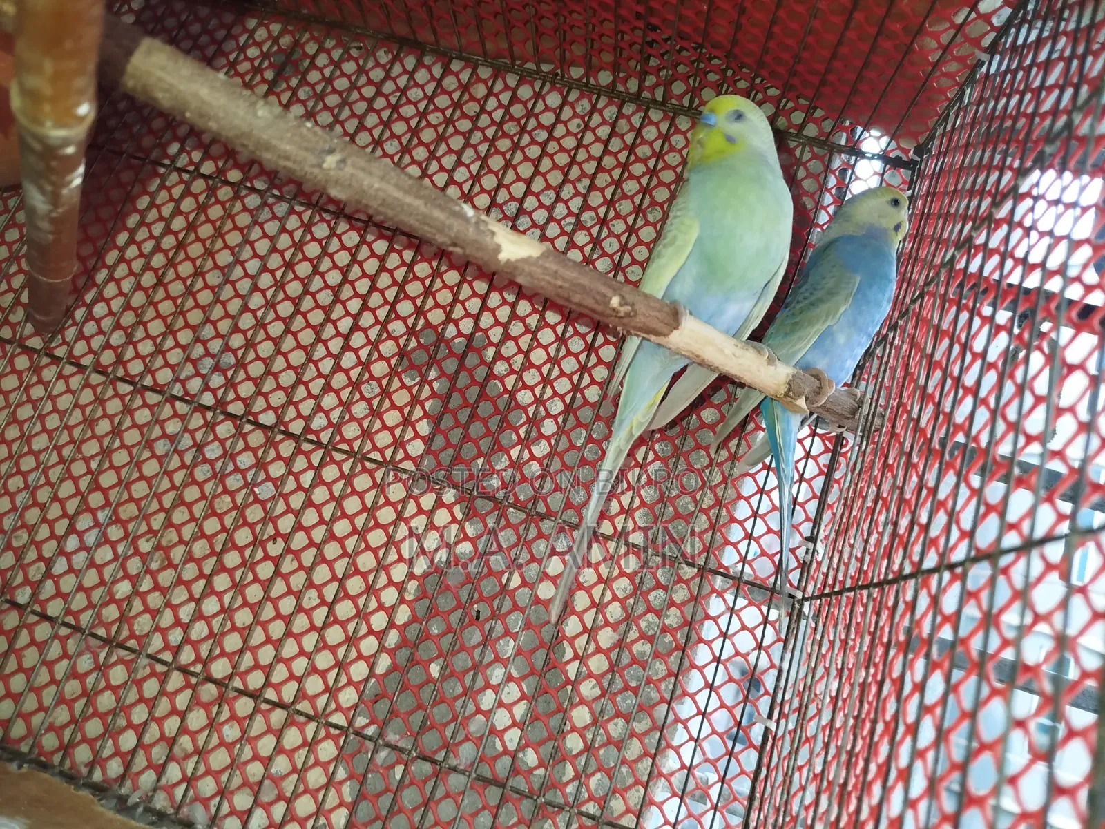 Active Breeding Birds