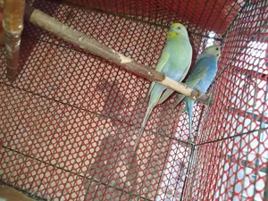 Active Breeding Birds