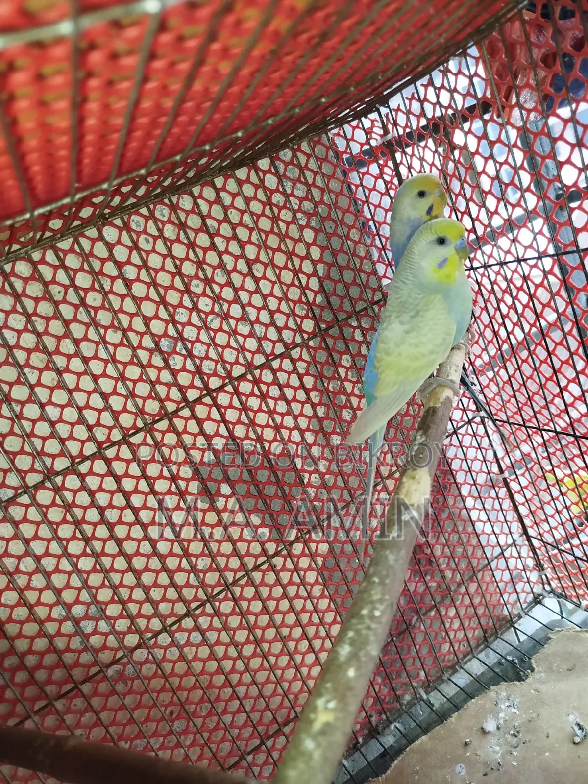 Active Breeding Birds