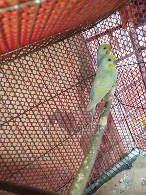 Active Breeding Birds