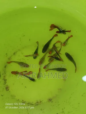 Guppy Fish