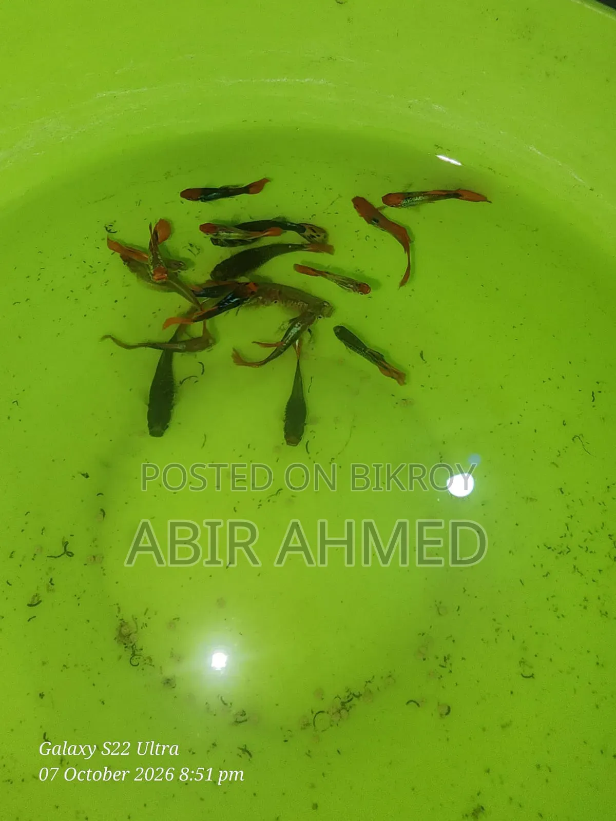 Guppy Fish