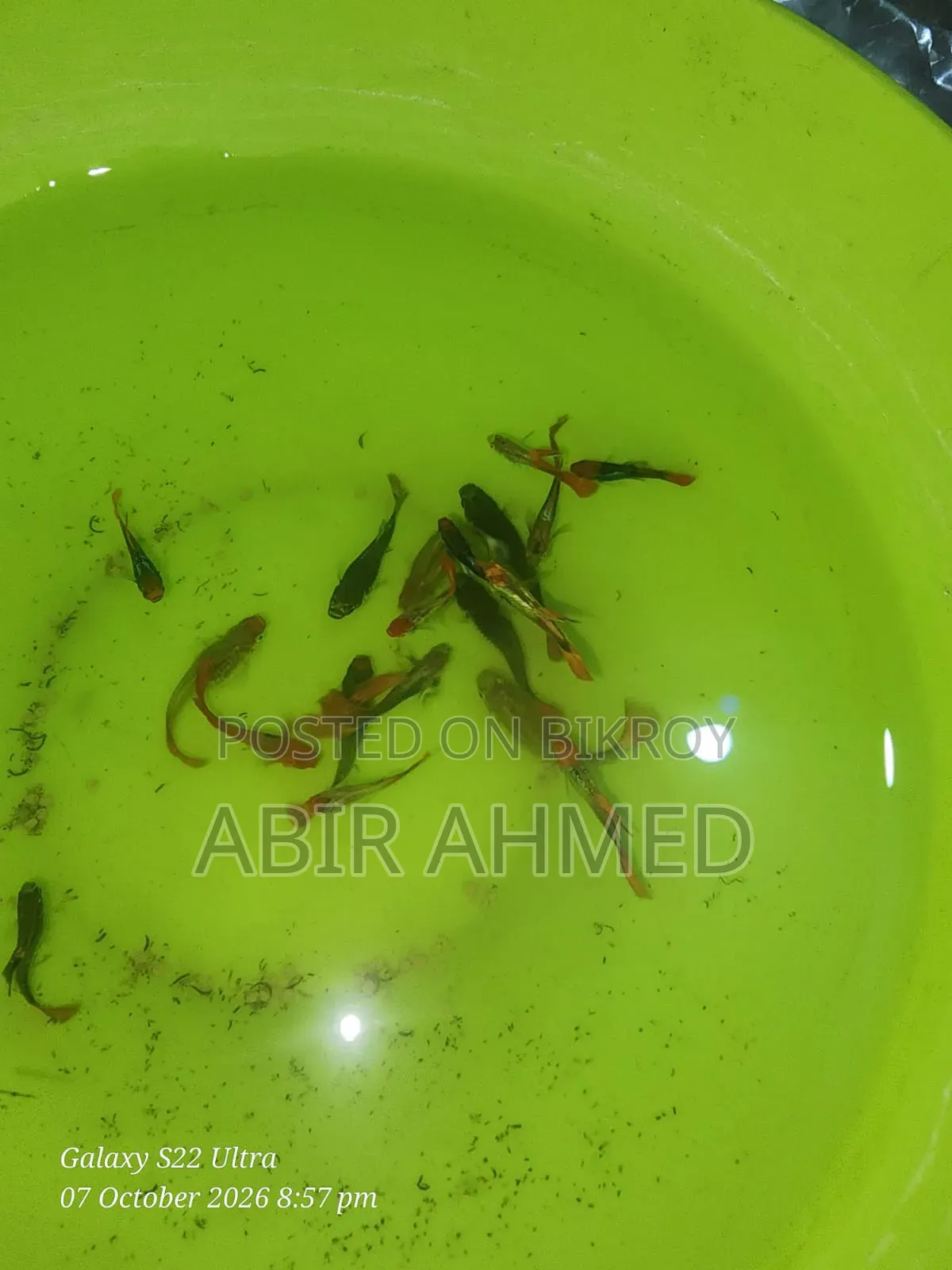 Guppy Fish