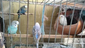 চারটি বাজিগার পাখি বিক্রয় করা হবে