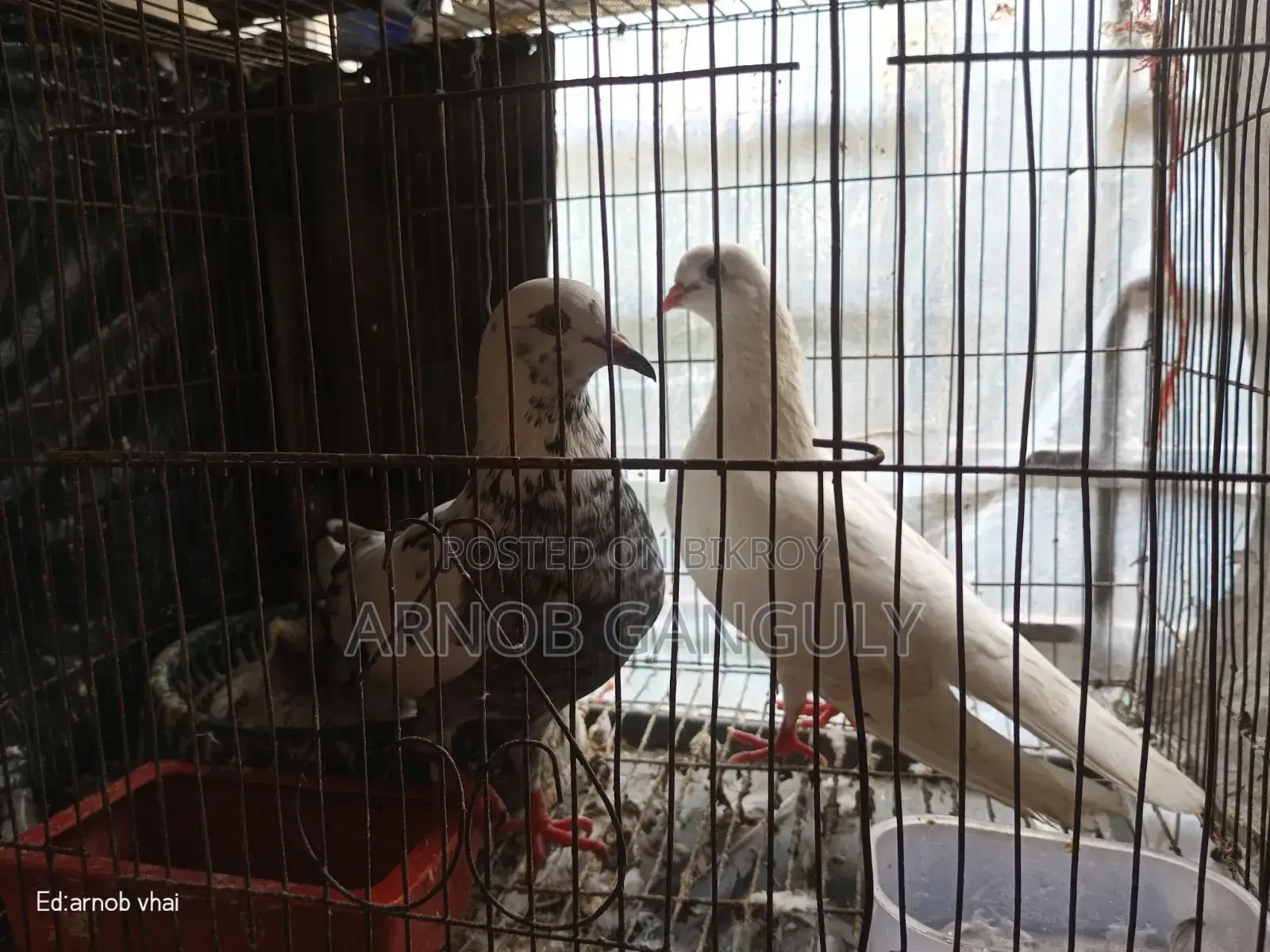 Pigeons for sale
