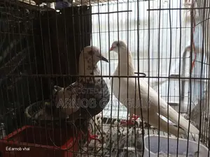 Pigeons for sale