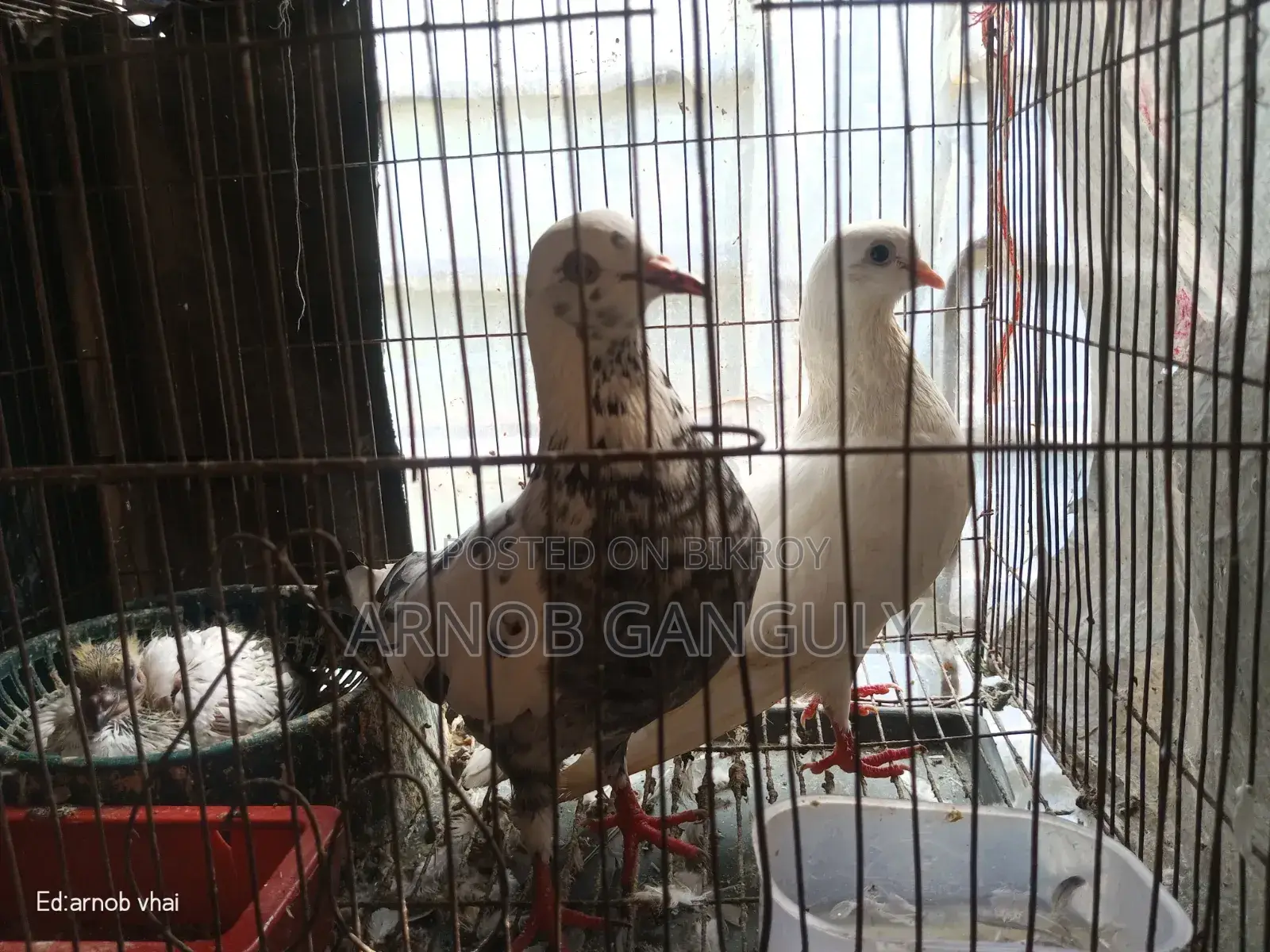 Pigeons for sale.