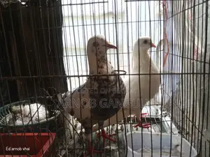 Pigeons for sale.