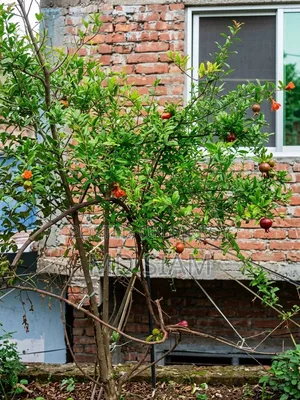 অস্ট্রেলিয়ান বেদানা (মাদার প্ল্যান্ট)