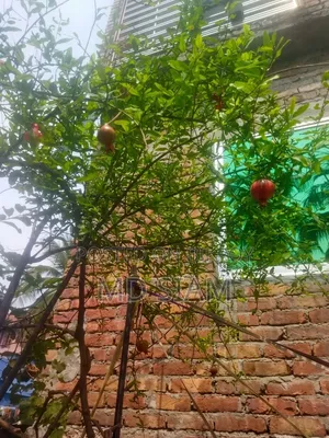 অস্ট্রেলিয়ান বেদানা (মাদার প্ল্যান্ট)