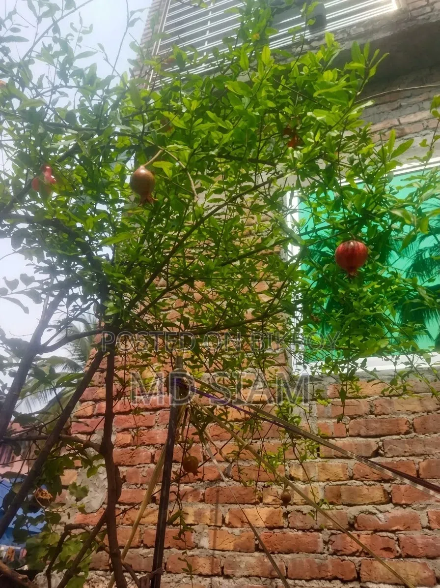 অস্ট্রেলিয়ান বেদানা (মাদার প্ল্যান্ট)