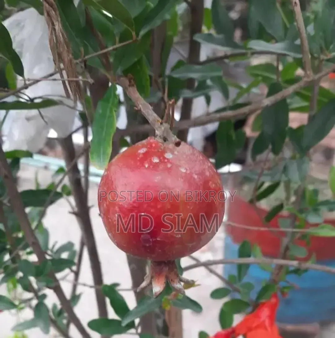 অস্ট্রেলিয়ান বেদানা (মাদার প্ল্যান্ট)