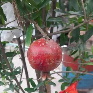 অস্ট্রেলিয়ান বেদানা (মাদার প্ল্যান্ট)