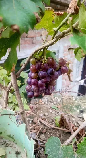 মিষ্টি আঙ্গুর ফল গাছ Mother Grape আমেরিকান ভ্যারাইটি।
