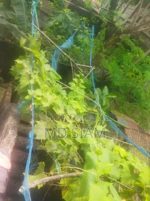 মিষ্টি আঙ্গুর ফল গাছ Mother Grape আমেরিকান ভ্যারাইটি।