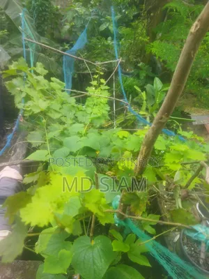 মিষ্টি আঙ্গুর ফল গাছ Mother Grape আমেরিকান ভ্যারাইটি।