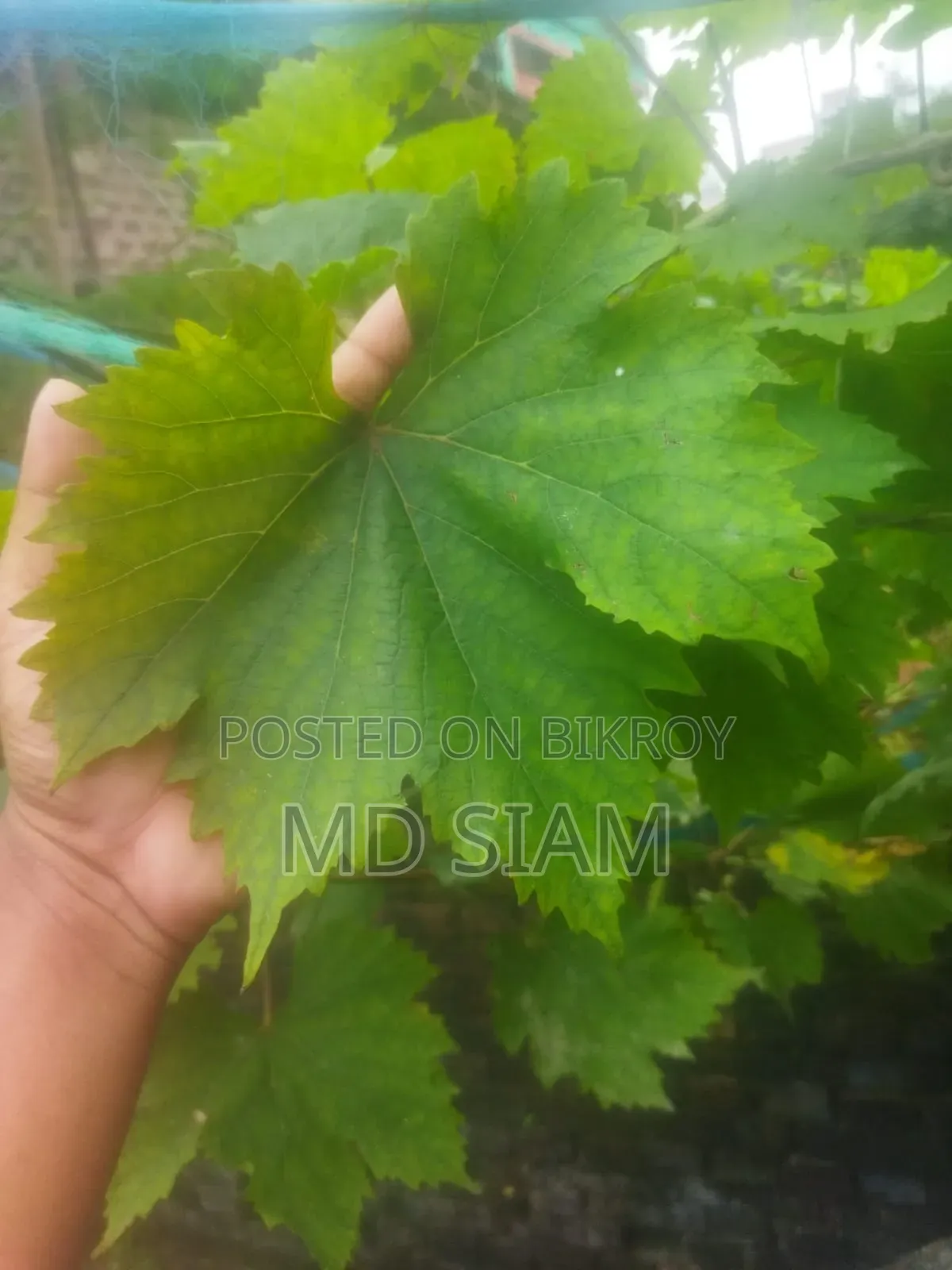 মিষ্টি আঙ্গুর ফল গাছ Mother Grape আমেরিকান ভ্যারাইটি।