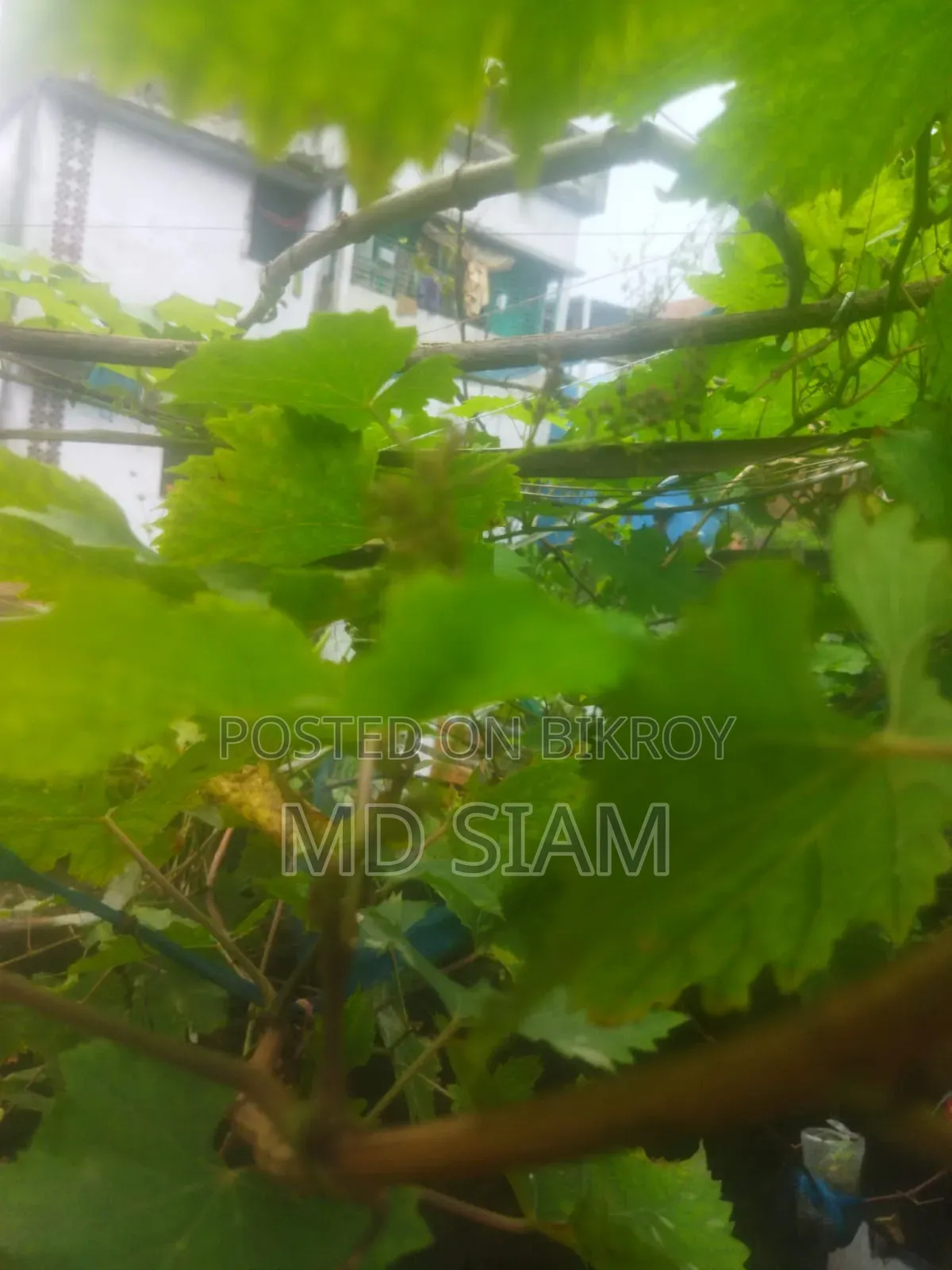 মিষ্টি আঙ্গুর ফল গাছ Mother Grape আমেরিকান ভ্যারাইটি।