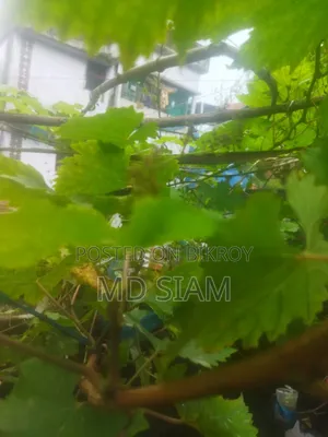 মিষ্টি আঙ্গুর ফল গাছ Mother Grape আমেরিকান ভ্যারাইটি।