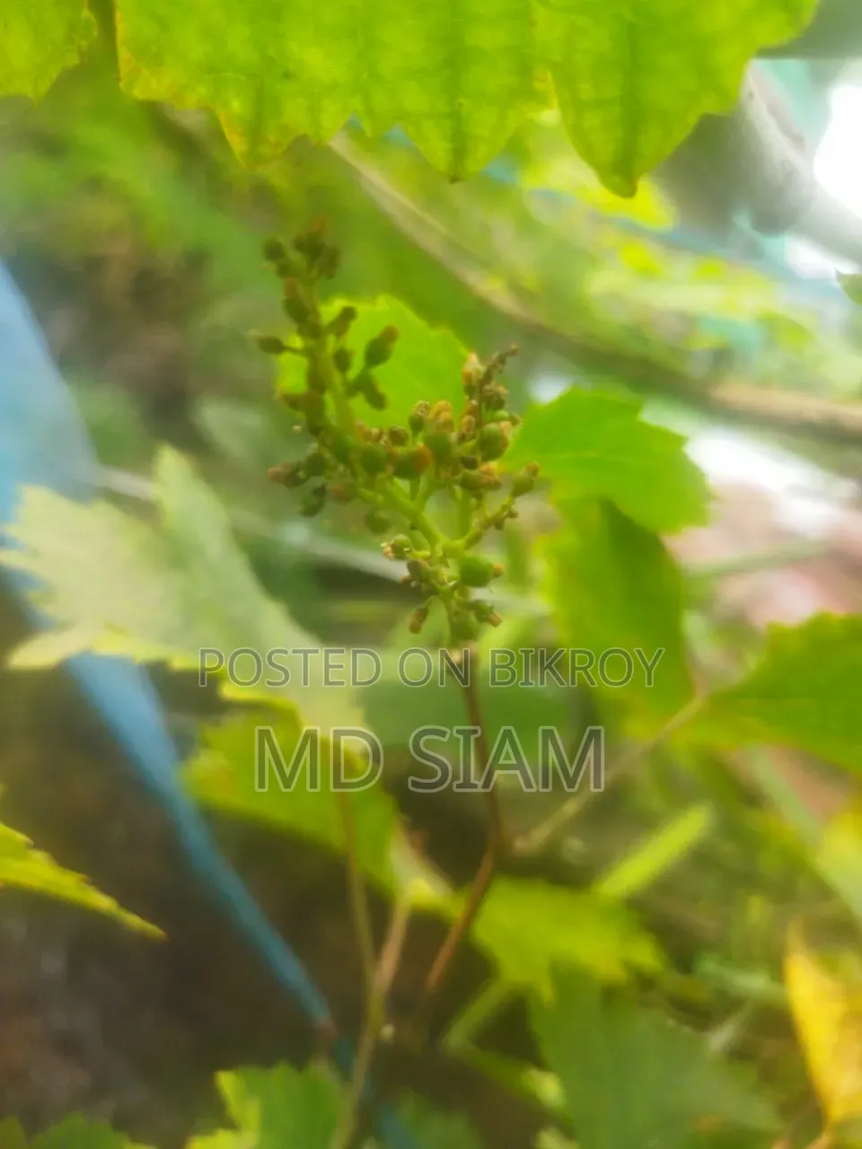 মিষ্টি আঙ্গুর ফল গাছ Mother Grape আমেরিকান ভ্যারাইটি।