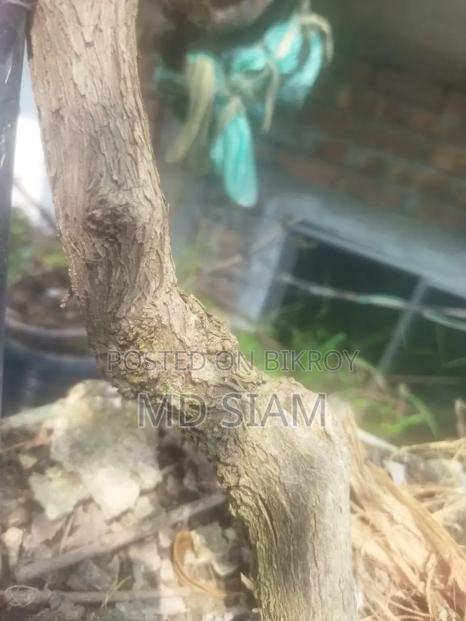 মিষ্টি আঙ্গুর ফল গাছ Mother Grape আমেরিকান ভ্যারাইটি।
