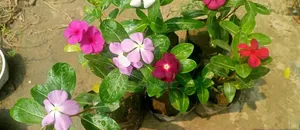 নয়নতারার অফার চলছে