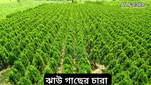 ২ ফুটের ঝাউ গাছের চারা।