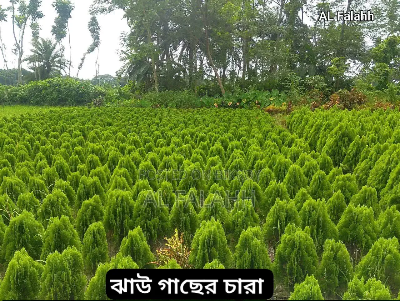 ২ ফুটের ঝাউ গাছের চারা।