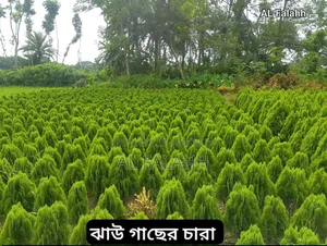 ২ ফুটের ঝাউ গাছের চারা।