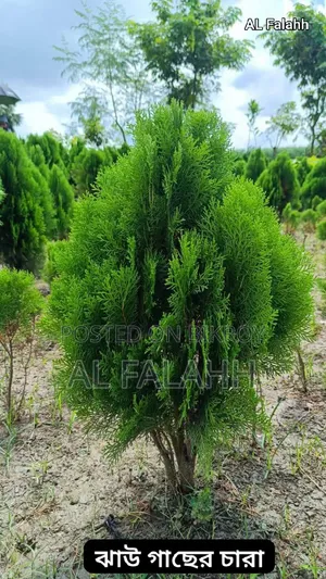 ২ ফুটের ঝাউ গাছের চারা।