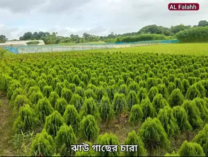 ২ ফুটের ঝাউ গাছের চারা।