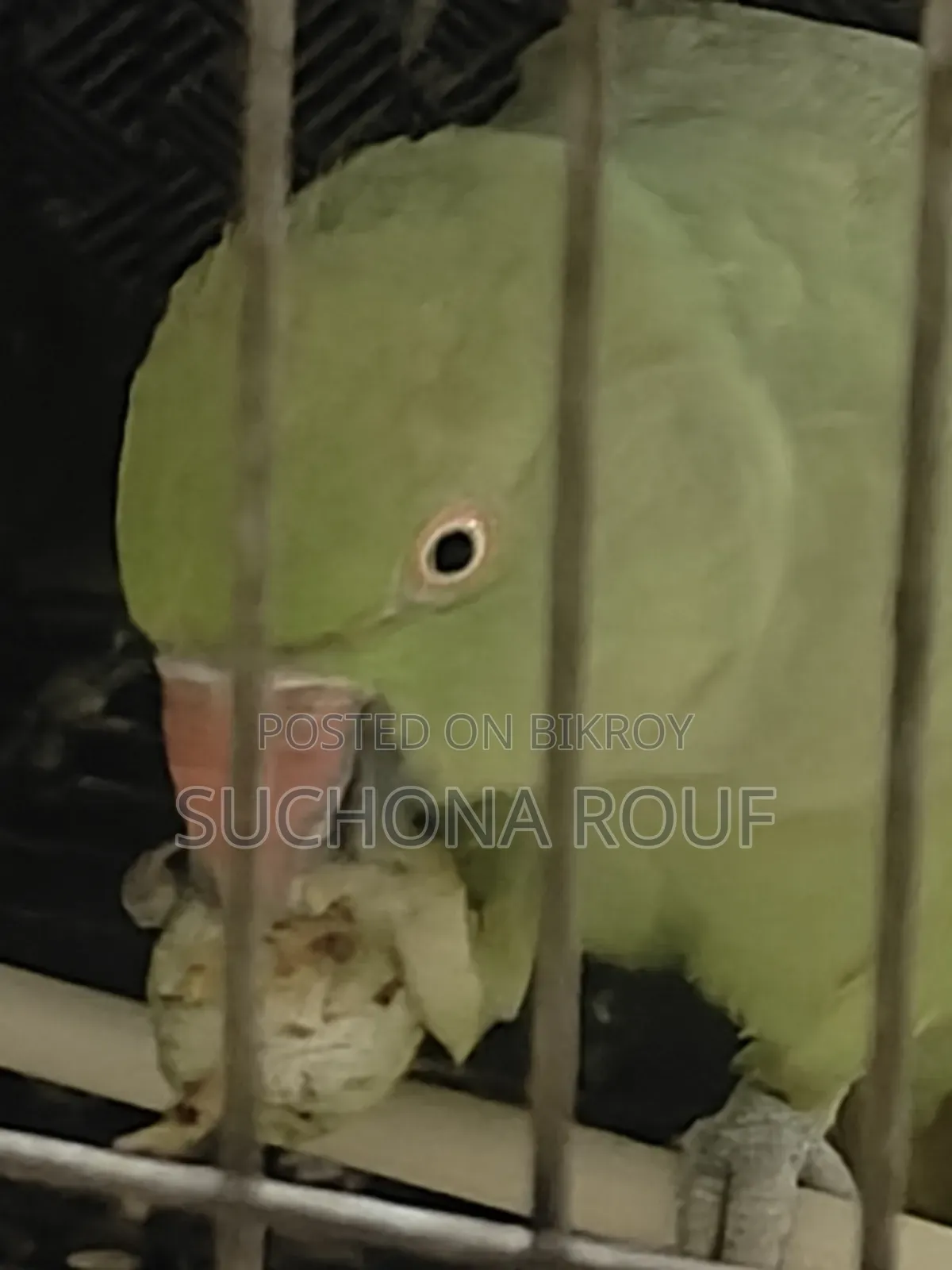 একটি টিয়া পাখি বিক্রি হবে
