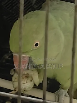একটি টিয়া পাখি বিক্রি হবে