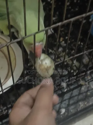 একটি টিয়া পাখি বিক্রি হবে