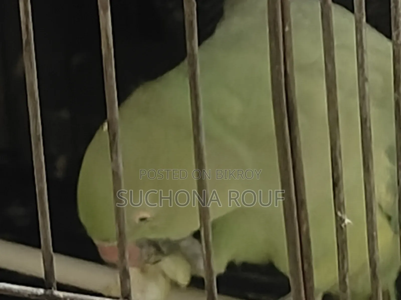 একটি টিয়া পাখি বিক্রি হবে