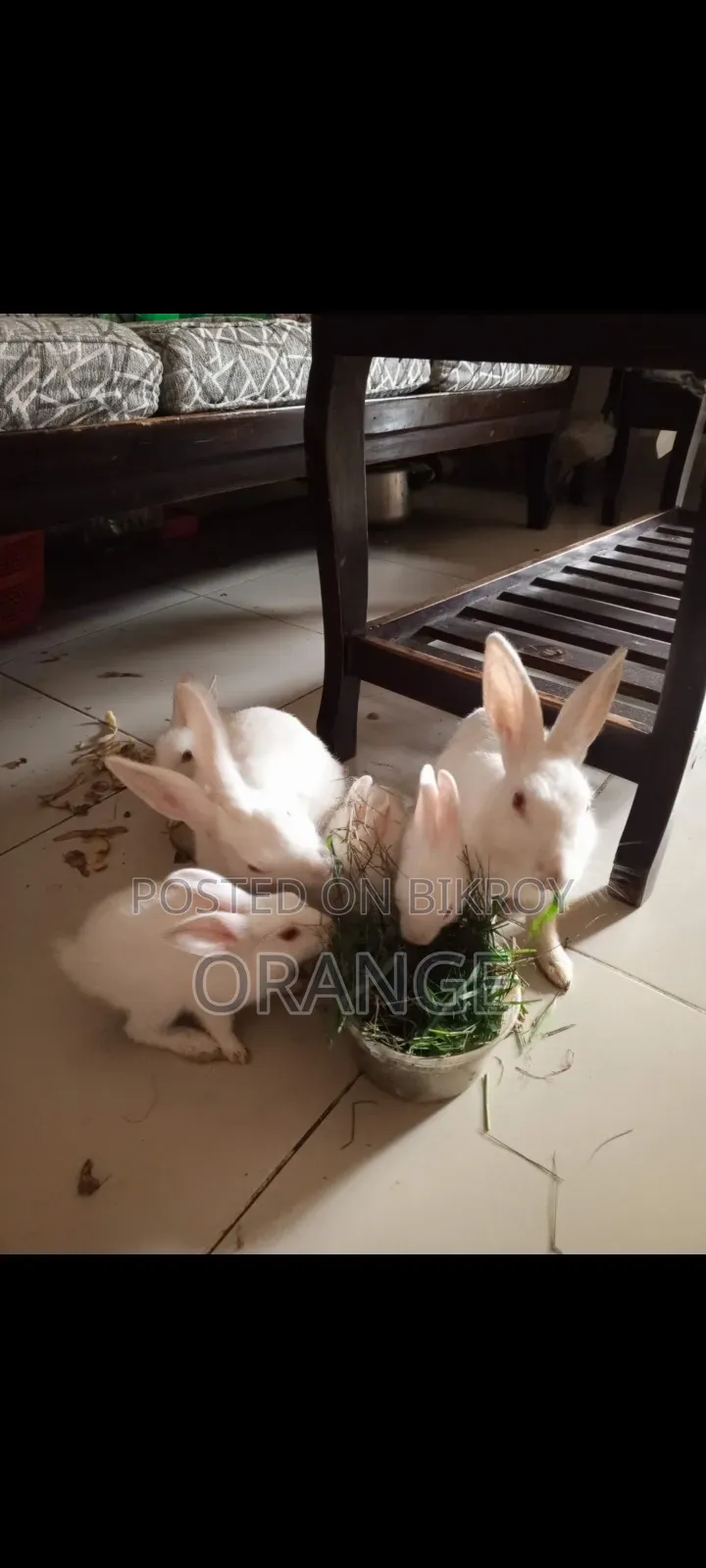 Rabbit Per Piece