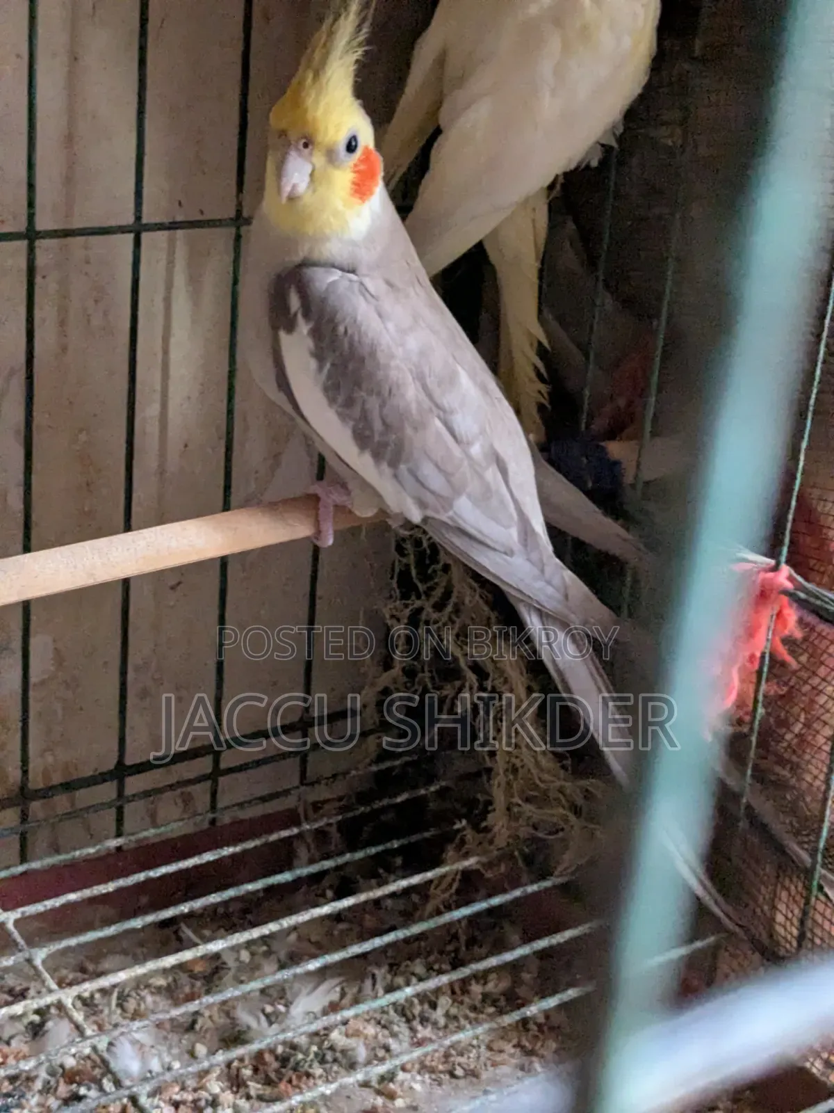 কোকাটেল পাখি