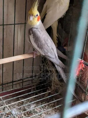কোকাটেল পাখি