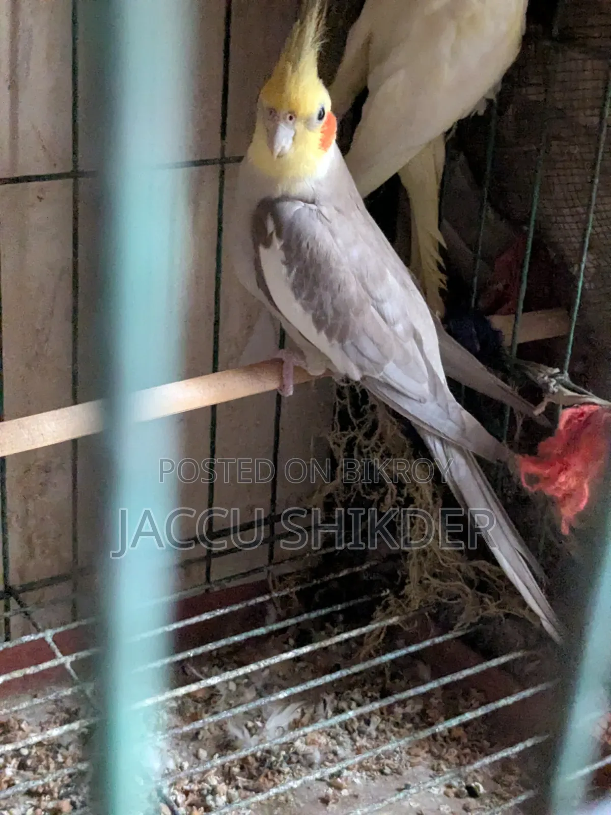 কোকাটেল পাখি