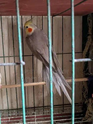 কোকাটেল পাখি