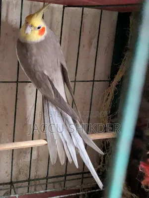 কোকাটেল পাখি