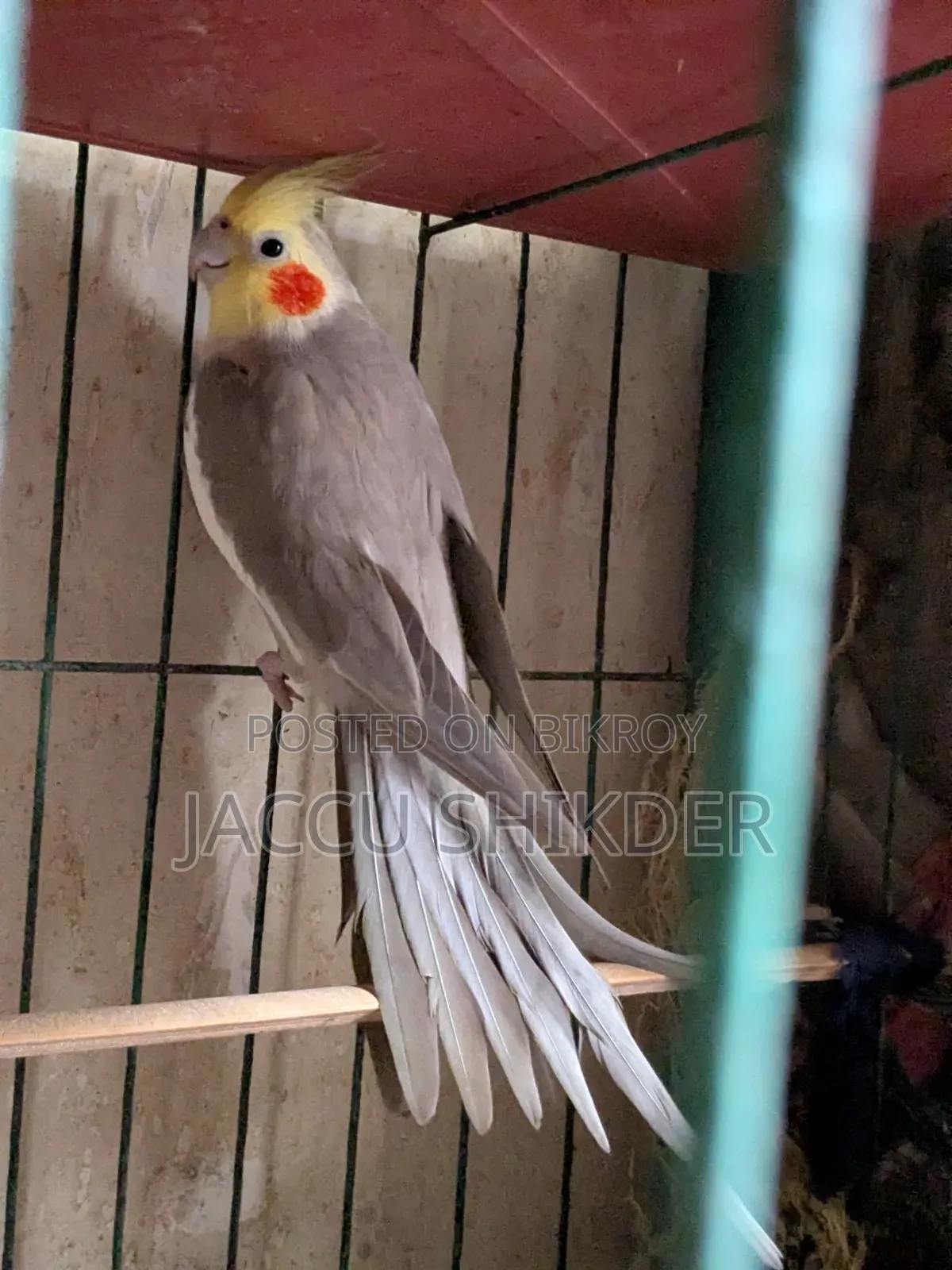 কোকাটেল পাখি