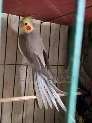 কোকাটেল পাখি