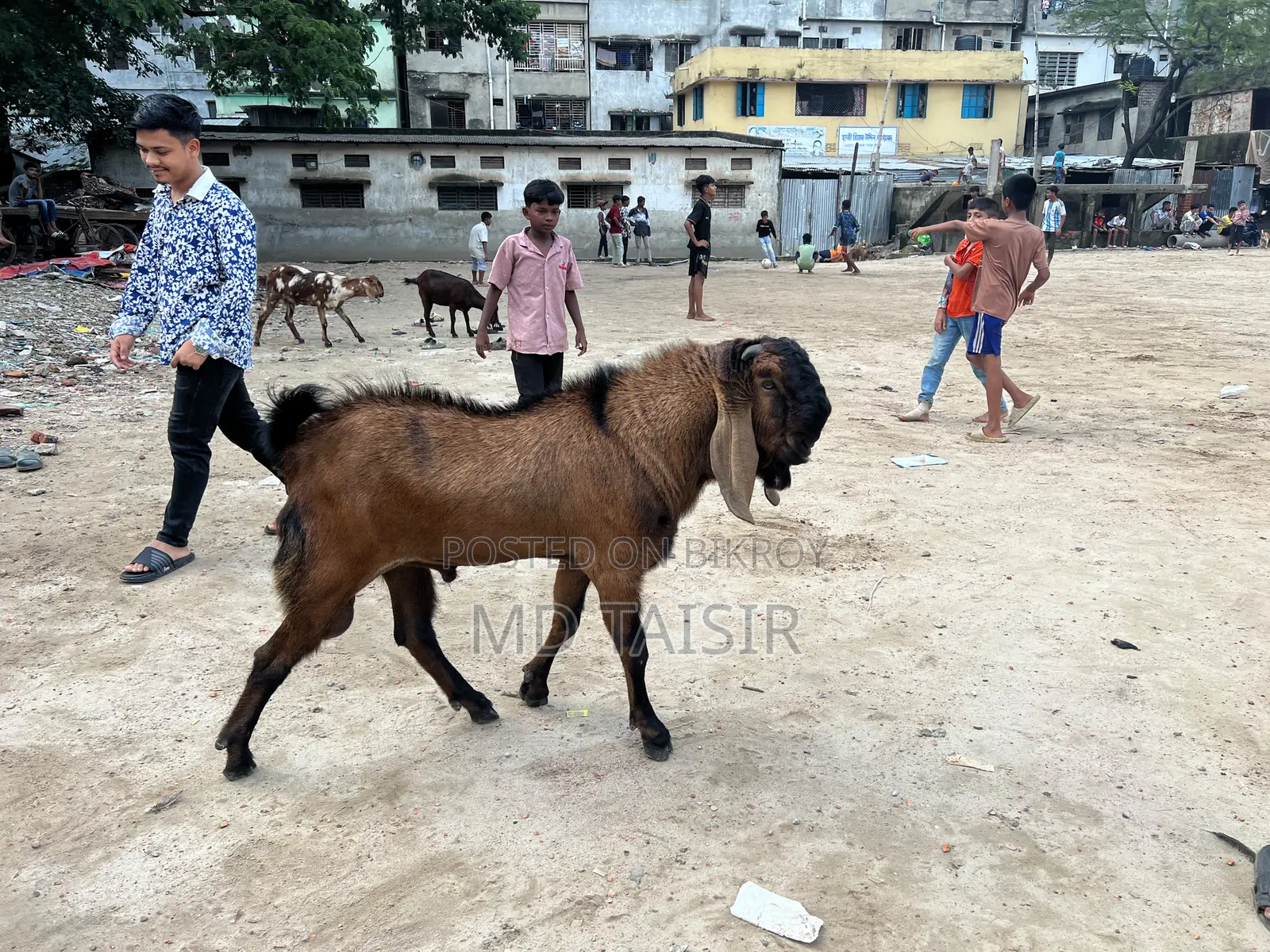 পিওর তোতা ছাগল বিক্রয়