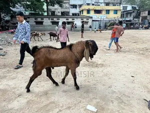 পিওর তোতা ছাগল বিক্রয়