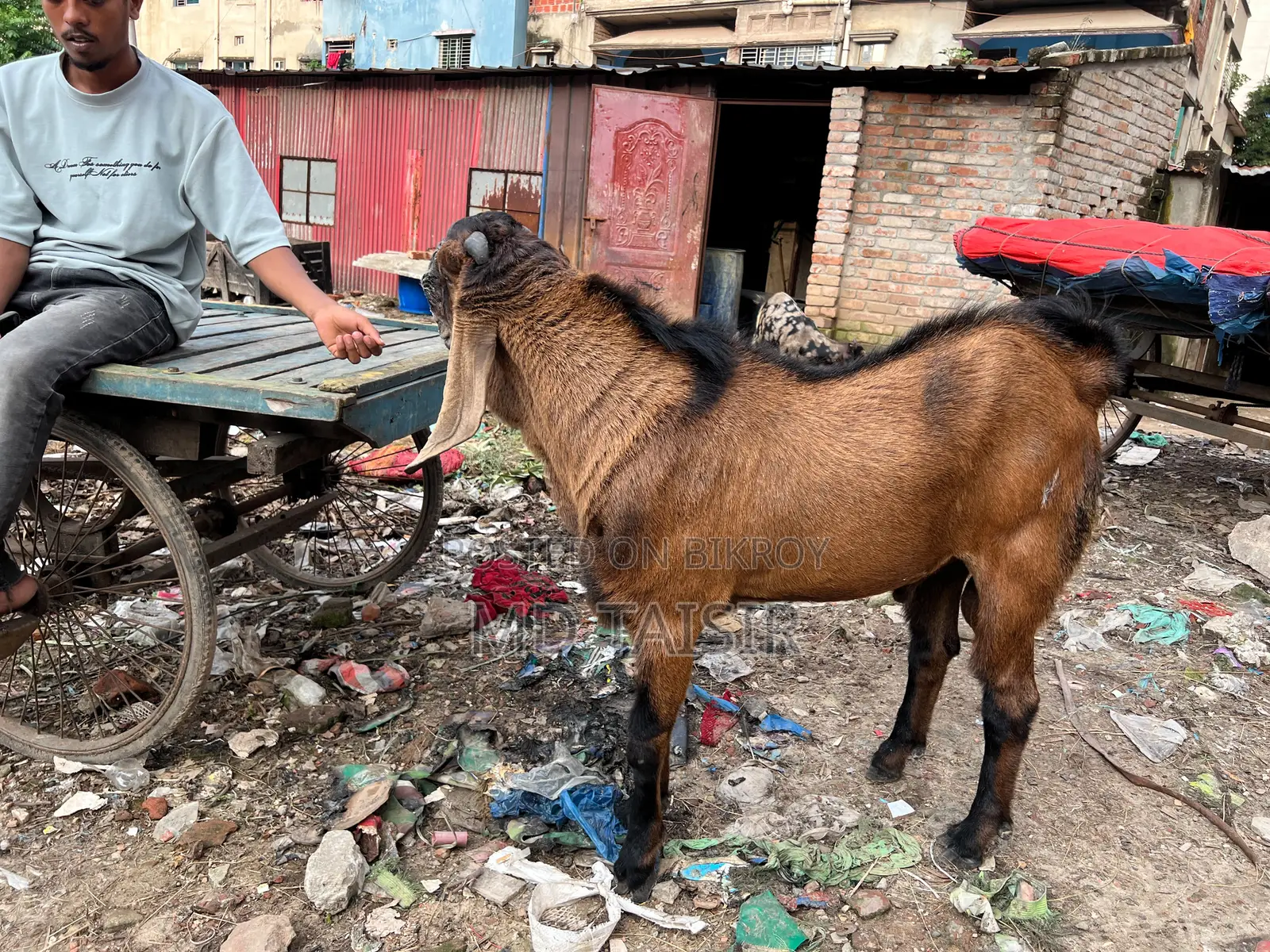 পিওর তোতা ছাগল বিক্রয়