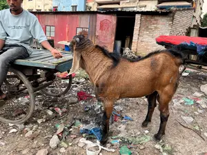 পিওর তোতা ছাগল বিক্রয়