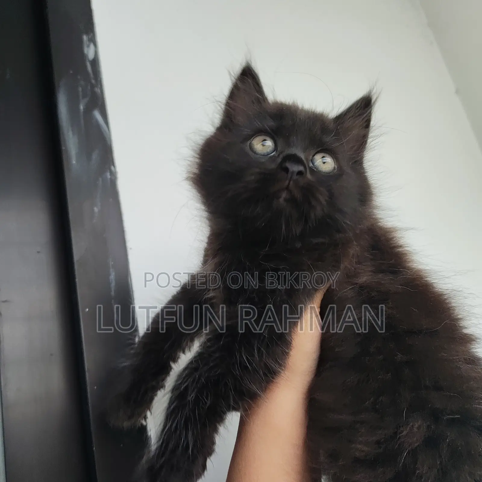 1-3 months Male Mixed Breed Persian