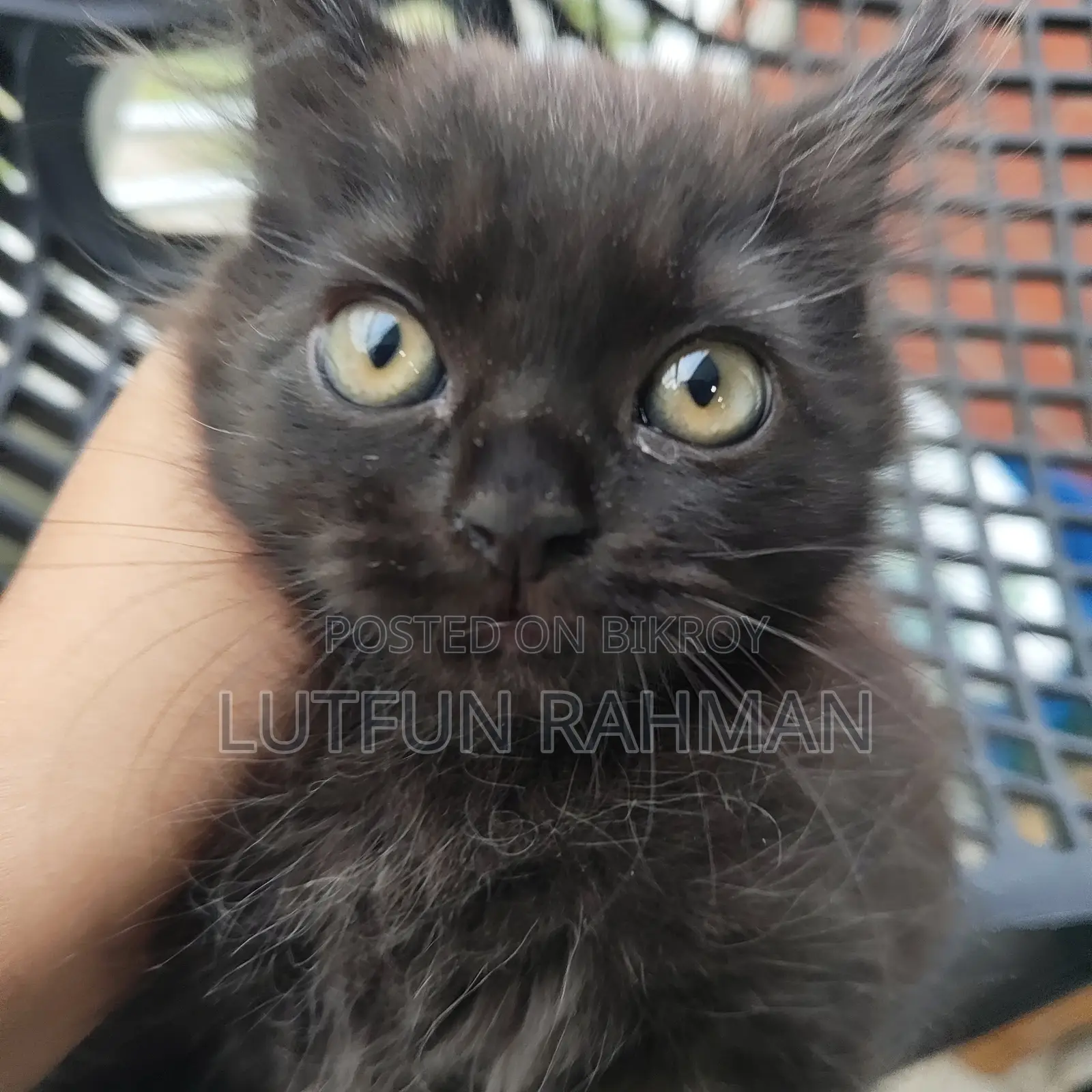 1-3 months Male Mixed Breed Persian